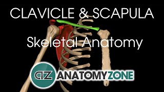 Clavicle and Scapula  Shoulder Girdle  Anatomy Tutorial [upl. by Nirihs]