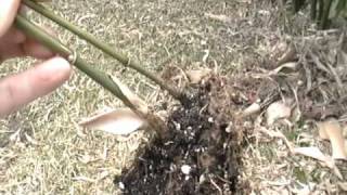 Propagating Bamboo from Rhizomes [upl. by Scotney203]