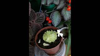 Episcia pinguicula flowers plants episcia pinguicula [upl. by Duleba]