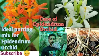 Ideal potting mix for Epidendrum Orchid।।Care of Epidendrum।।Sandip Orchid।। [upl. by Lucinda]