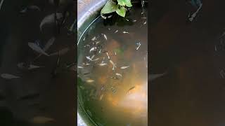 Guppy and Molly Fish Breeding 🐟🐠 mollyfish guppy blackmolly breeding subscribe juvenilefish [upl. by Aip739]