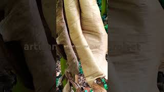 dried banana leaves as the season slowly changes dailyshorts nature video [upl. by Waddington]