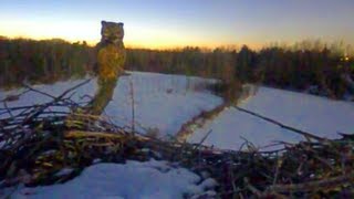 Great Horned Owl Twilight Visit to Sapsucker Woods Heron Nest [upl. by Nauquf]