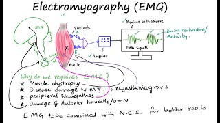 EMG II Electromyography II Muscle electrical activity [upl. by Lalise479]