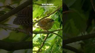 Common Wren cute baby bird shorts [upl. by Irtak470]