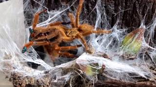 Pterinochilus murinus Usambara Mountains pairing video [upl. by Ytiak]