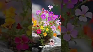 HESATNAMSATNAMSATNAMSAARGURUMAHIMAAAPARPanthi whatsapp status video full hd 4kpanthi4k [upl. by Kareem]