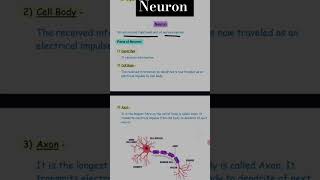 Neuron  control and coordination class 10 th science explanation in Hindi 202425 shorts science [upl. by Ailehpo]