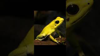 Golden poison frog  Description and Facts [upl. by Adnih345]