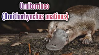 Conoce al Ornitorrinco Un Animal Único en su Especie [upl. by Starinsky151]