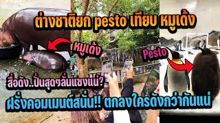 สื่อดังปั่นสุดๆ ต่างชาติยก pesto เทียบ หมูเด้ง ฝรั่งคอมเมนต์สนั่น ตกลงใครดังกว่า [upl. by Onstad]