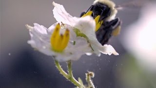 SloMo Footage of a Bumble Bee Dislodging Pollen [upl. by Anuqahs]