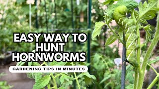 Hornworms ATTACKING My Tomato Plants How to Spot amp Get Rid of Them [upl. by Omissam]