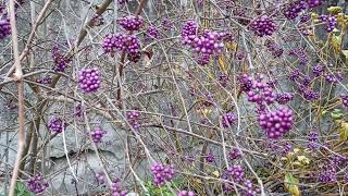 ARBRE AUX BONBONS en hiver  Une FRUCTUFICATION ORIGINALE [upl. by Ikciv]