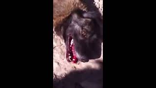 MASSACRES DE CHIENS EN ROUMANIE le 22032014 [upl. by Gretna858]