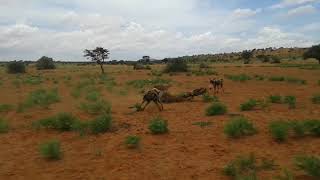 African Wild Dogs vs Warthog [upl. by Marylee]