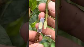 Best Method To Graft Fruit Trees shorts grafting fruit tree viralvideo youtubeshorts [upl. by Raynah]