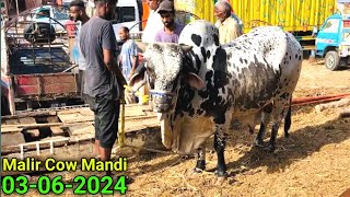 BIG Giant Bull 😱 Ka Soda Kitne Ka   Malir Mandi Karachi Cattle Rates 03062024  Cow Mandi 2024 [upl. by Lois]