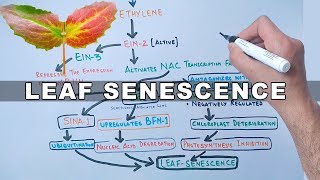 Mechanism of Leaf Senescence [upl. by Noillimaxam196]