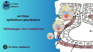 Épithélium de revêtement et glandulaire histologiquement  partie 2 [upl. by Devonne360]