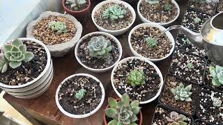 A Guide to Watering and Propagating Your Succulent Collection [upl. by Aihsem246]