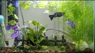 World Largest Molly Fish JawDropping Aquarium Giant Mollies amp Lush Plants [upl. by Nayab669]