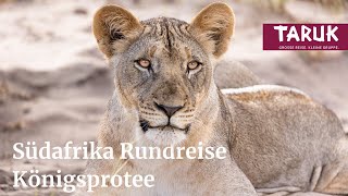 SüdafrikaRundreise Königsprotee – Ganz Südafrika von Johannesburg bis Kapstadt  Filmbuch [upl. by Ewold]