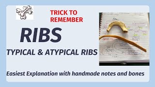 Ribs anatomy  typical amp atypical ribs  identification features  Easy Explanation [upl. by Eikciv649]