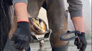 Horse Farrier Oman english horse ￼2 million views￼ [upl. by Koosis]