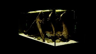 Geophagus Tapajos Red Head Fish Tank  New Aquarium Setup Update [upl. by Edra185]