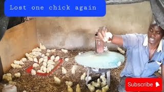 Day 5 brooder expansion for 04112024 chicks part 2 [upl. by Mmada]