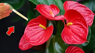 One Drop Per Plant Anthurium Without Flowers Suddenly Blooms Thousands Of Flowers [upl. by Trix]