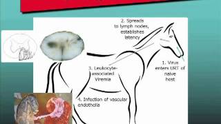 Equine Herpesvirus1 EHV1 Free Webinar Excerpt [upl. by Carlock]