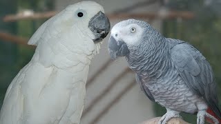 Umbrella Cockatoo vs African Grey  My Recommendation [upl. by Naik]