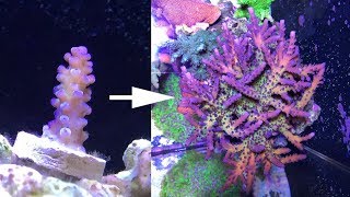 2 years of SPS and Acropora coral growth [upl. by Craig]