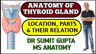 THYROID GLAND ANATOMY  PARTS  RELATIONS  CAPSULE [upl. by Dougy]