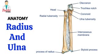 Radius and Ulna  Bones of Forearm  Osteology of Upper Limb  Anatomy  Doctor Speaks [upl. by Nitsug]