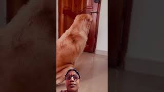 May 5 2024Subscribe for more videos like this goldenretriever puppies doglover [upl. by Minton]