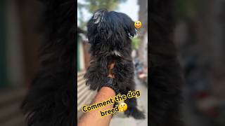 Comment guys dog breed name youtubeshorts viralvideo trending reaction doglover [upl. by Countess]