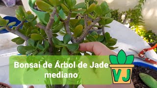 Como hacer un bonsai de Arbol de Jade  Crassula Ovata  Tamaño mediano [upl. by Domenic]