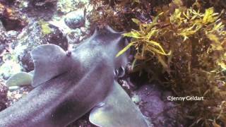 Crested Horn Shark Heterodontus galeatus [upl. by Ezarras]