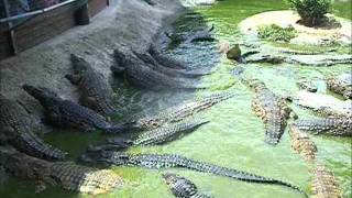 cocodrilos del nilo y alligators de florida comiendo juntos [upl. by Tnarud470]