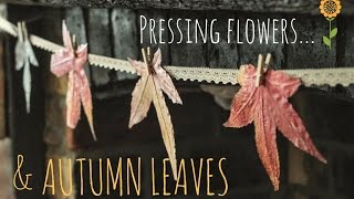 Pressing flowers and autumn leaves [upl. by Sid]