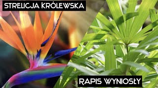 Wysiew nasion Strelicji królewskiej i Rapisa wyniosłego Strelicja Rapis nasiona [upl. by Akirdnwahs]