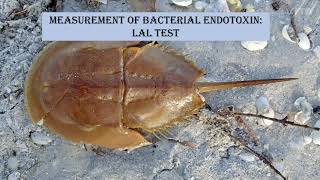 Endotoxin testing  BET  LAL test [upl. by Odlavu732]