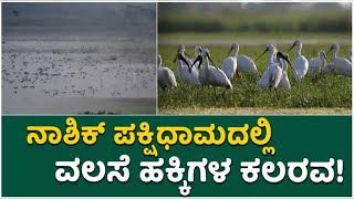 More Than 30 Thousand Migrate Birds Arrives To Nandur Madhmeshwar Bird Sanctuary  Vijay Karnataka [upl. by Dnomde551]