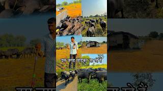 Apni Bhains Lekar Gaye Kisi Aur Jagah minivlog minivlogs hindivlog [upl. by Dewayne]