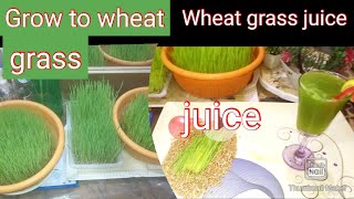 How to grow wheatgrass or wheatgrass juice recipe By family ka kitchenwheatgrass [upl. by Alikahs54]