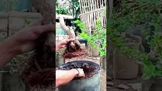 Bonsai Sancang ganti media di lahan ground [upl. by Filberte]