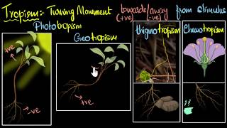 Tropism Types positive amp negative  Control amp Coordination  Biology  Khan Academy [upl. by Anadal936]